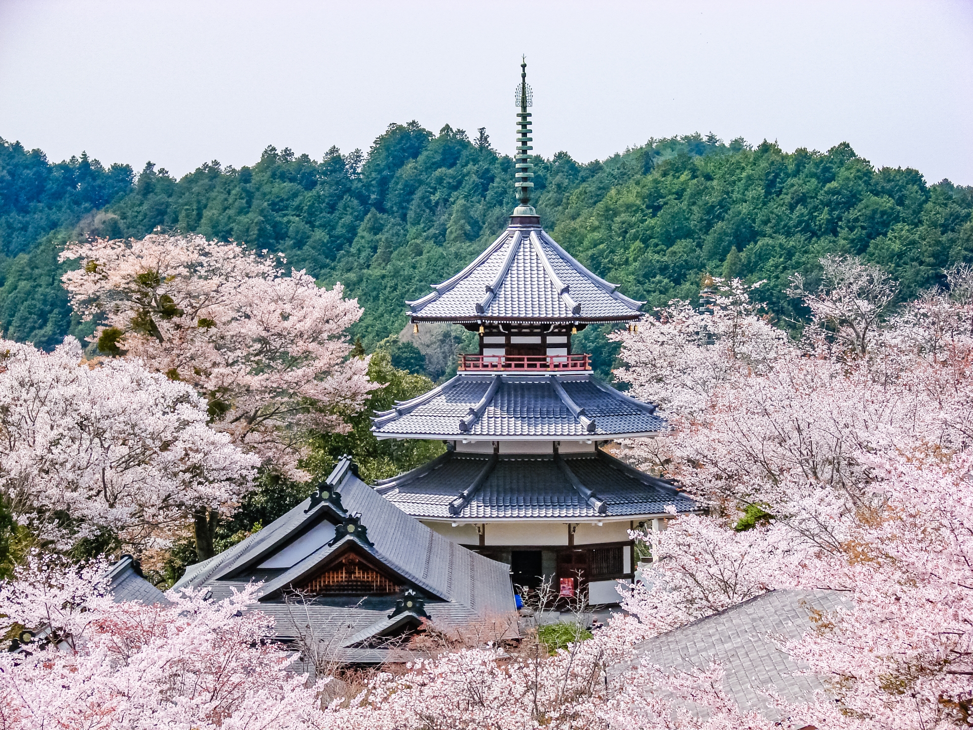 四季を感じる絶景ドライブ旅：春の桜と新緑を満喫する1泊2日プラン