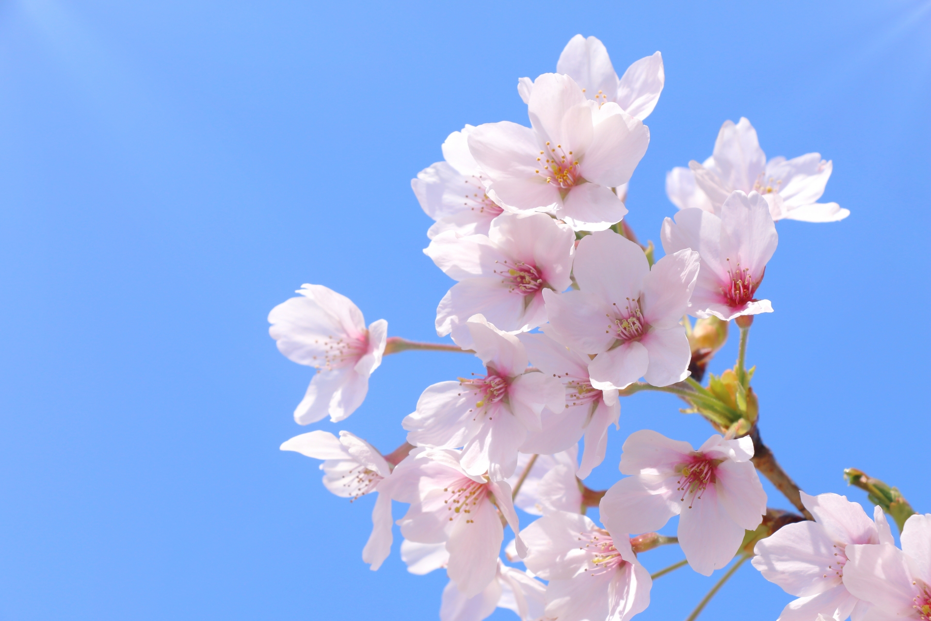 キャンピングカーで巡る滋賀の桜名所